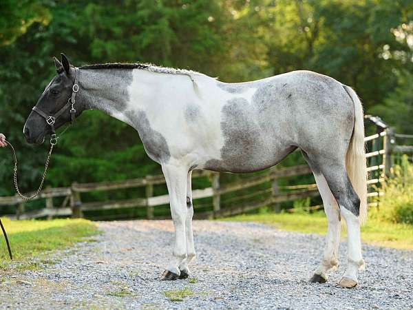 flashy-draft-horse