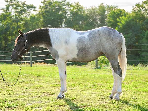 jumping-draft-horse