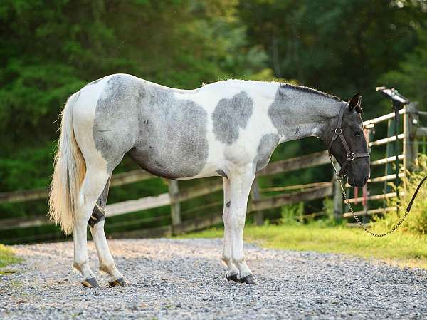tobiano-draft-filly