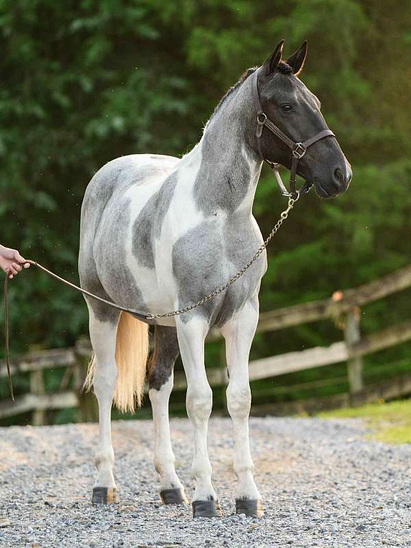 trail-draft-horse