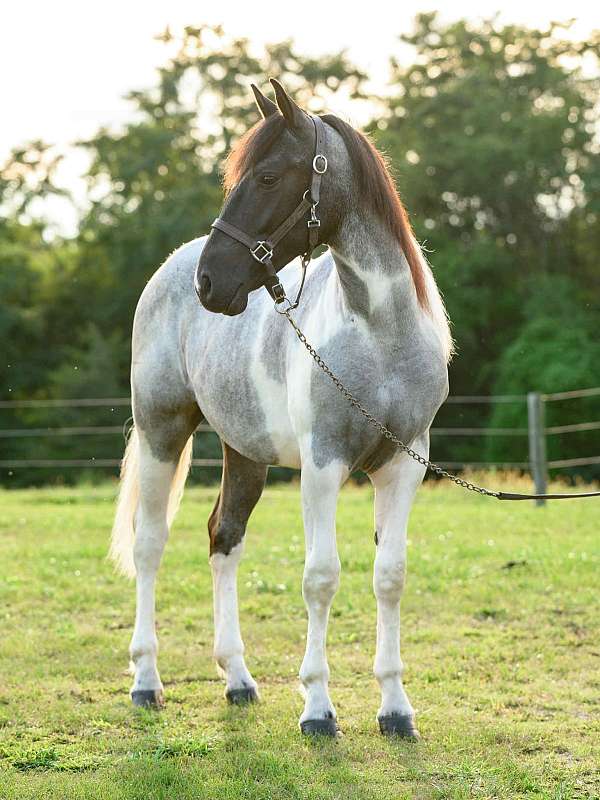 western-dressage-draft-horse
