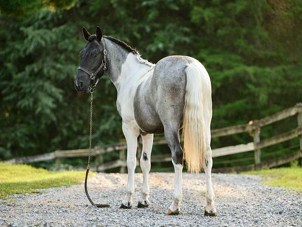 tobiano-all-around-horse