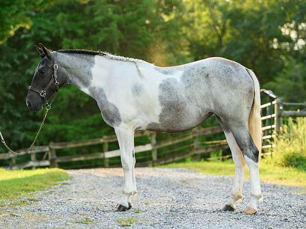 tobiano-athletic-horse