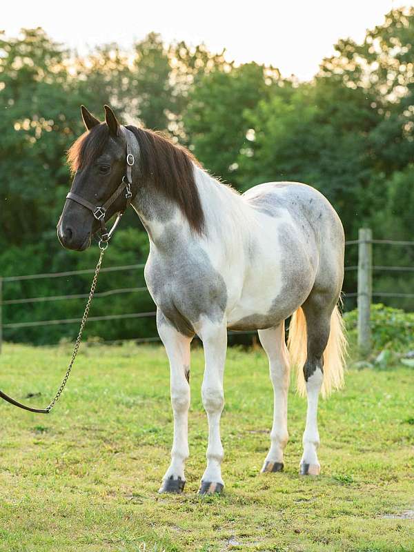 tobiano-english-pleasure-horse