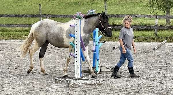 tobiano-flashy-horse