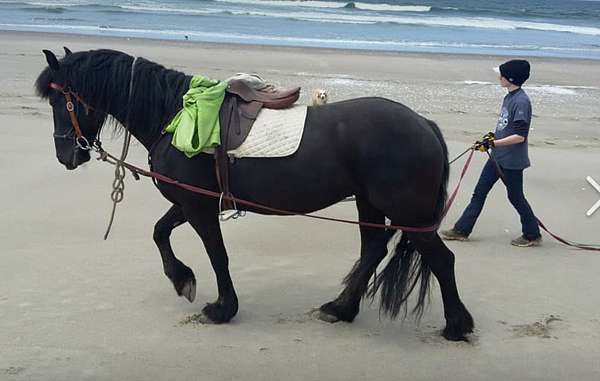 kfps-friesian-weanling