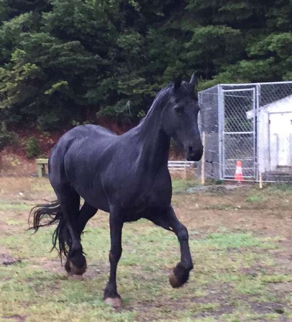 kfps-weanling
