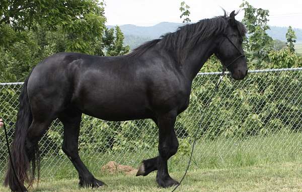 none-horse