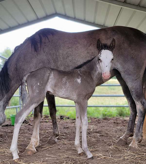 black-sabino-rabicano-horse