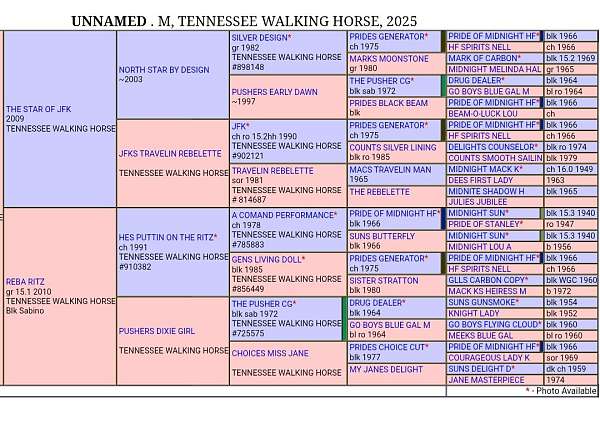pacer-tennessee-walking-horse