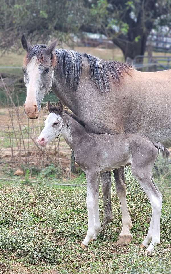 black-sabino-tennessee-walking-horse