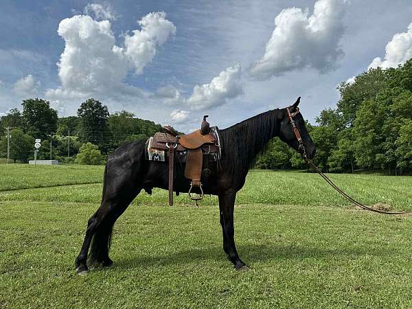 all-around-tennessee-walking-horse