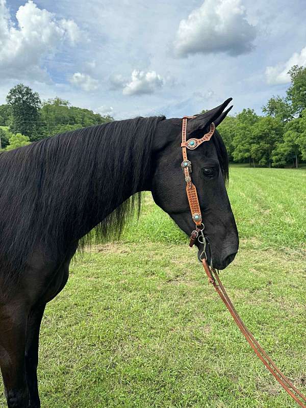athletic-tennessee-walking-horse