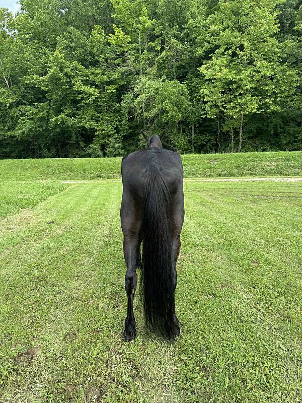 beginner-tennessee-walking-horse