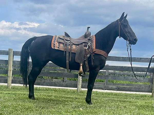 all-around-missouri-fox-trotter-horse