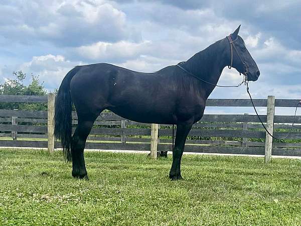 gaited-missouri-fox-trotter-horse