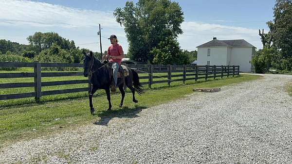 athletic-missouri-fox-trotter-horse