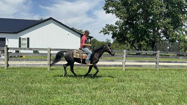 flashy-missouri-fox-trotter-horse