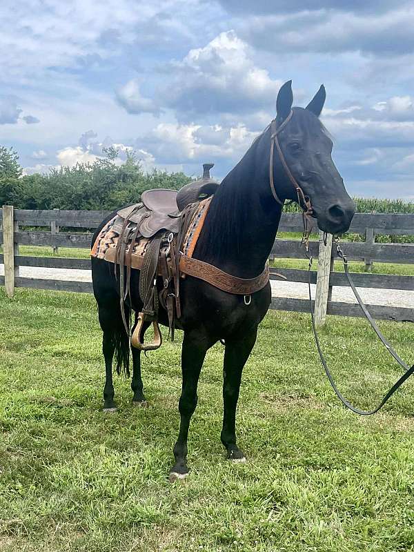 trail-missouri-fox-trotter-horse