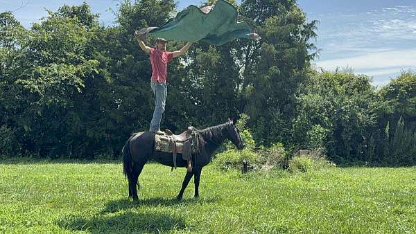 trail-riding-missouri-fox-trotter-horse