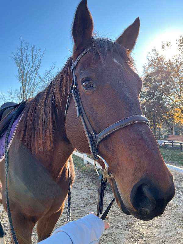 socks-on-hind-horse