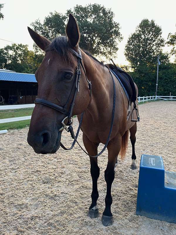coronet-on-fr-horse