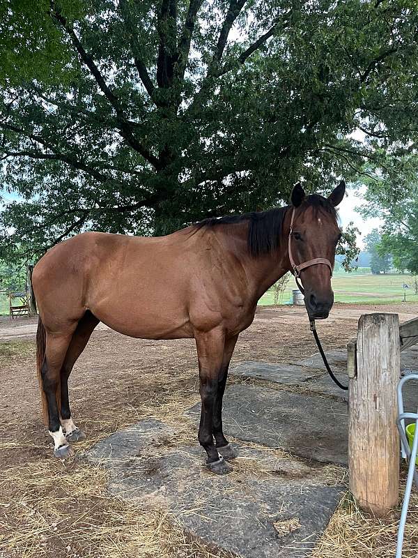 bay-socks-on-hind-horse