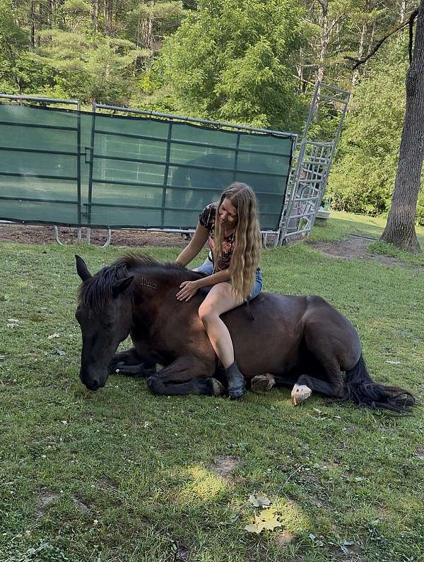 started-under-saddle-trained-mustang-pony
