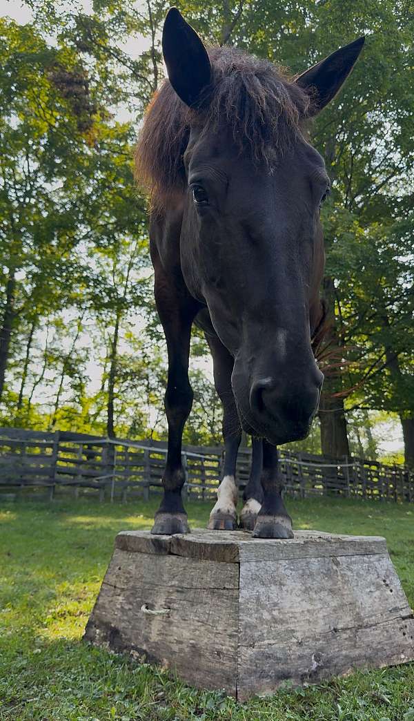 started-under-saddle-trained-mare