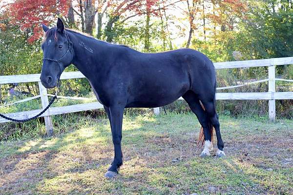 started-under-saddle-trained-pony