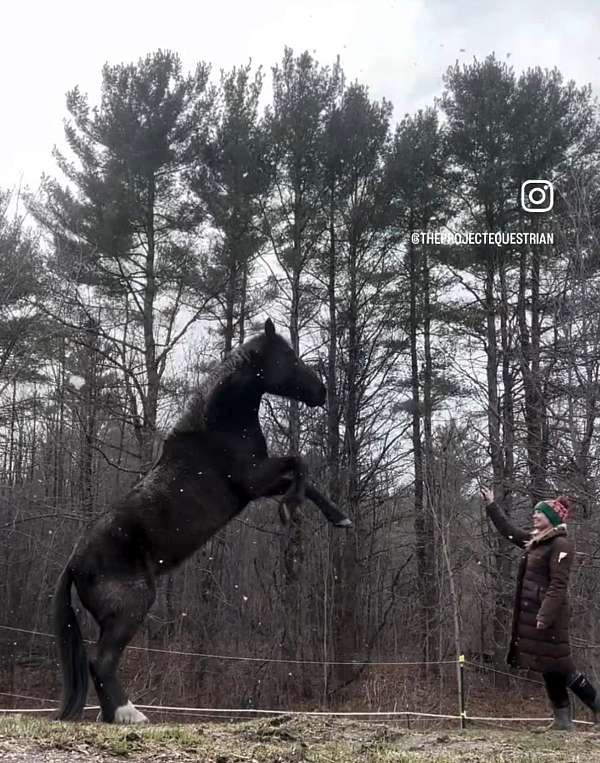 blm-mare