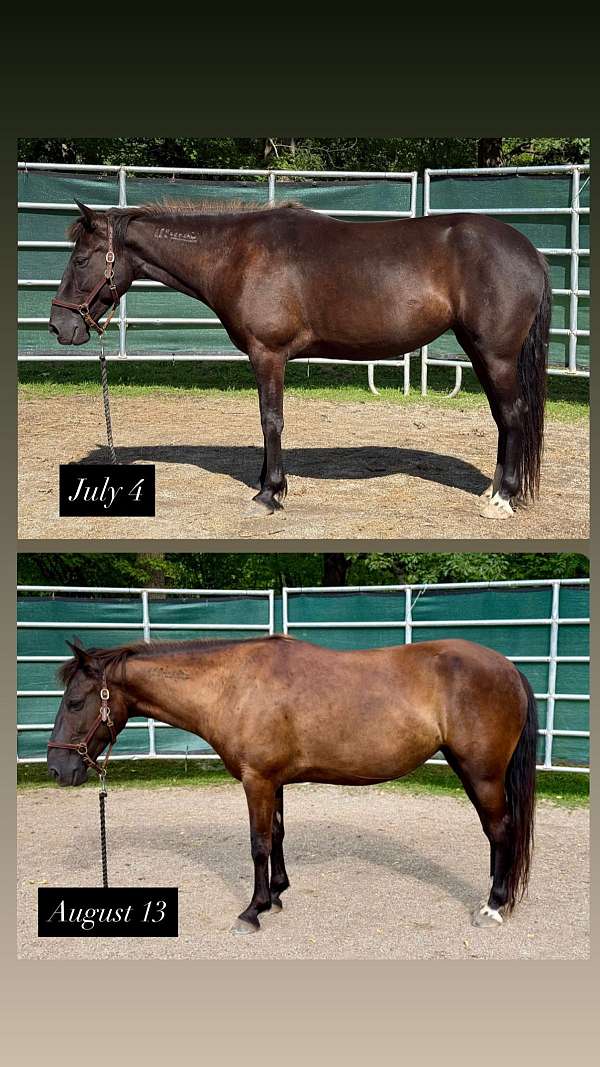 14-hand-mustang-mare