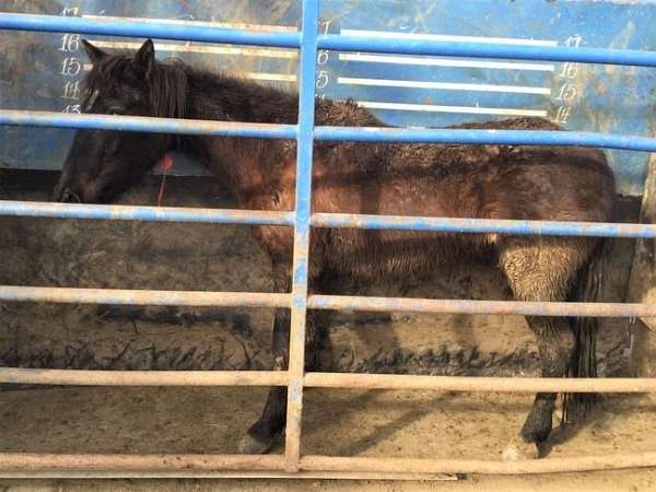14-hand-mustang-pony