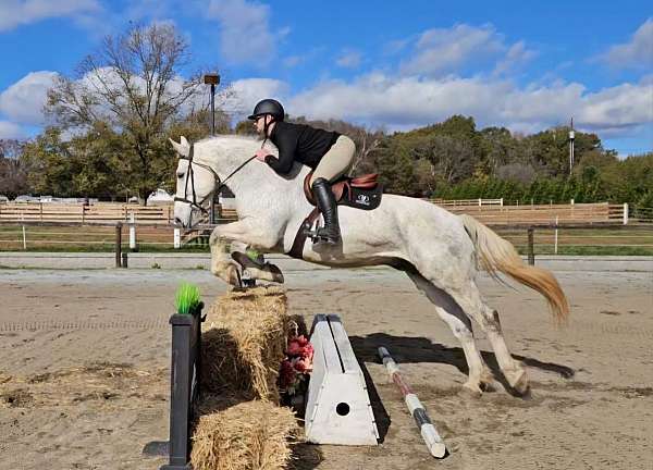 grey-gray-horse