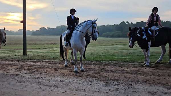 beginner-warmblood-horse