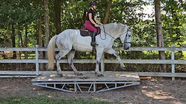 cross-warmblood-horse