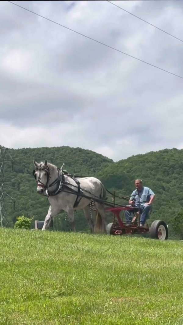 dappled-warmblood-horse