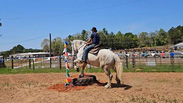 eventing-warmblood-horse