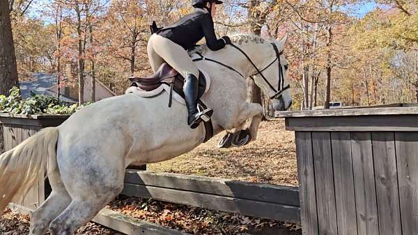 field-hunter-warmblood-horse