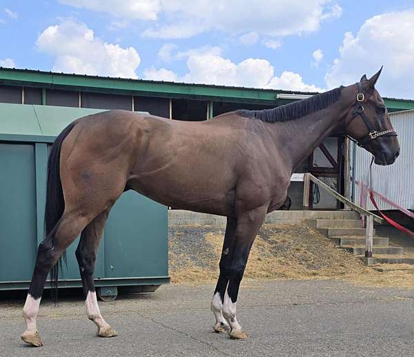 chrome-horse