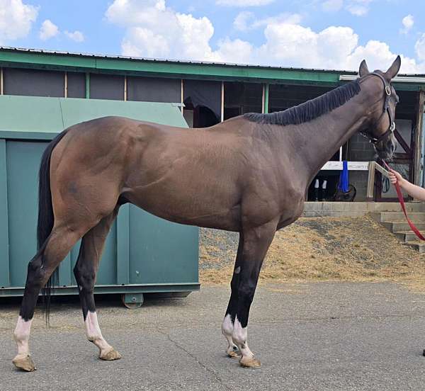 bay-chrome-horse