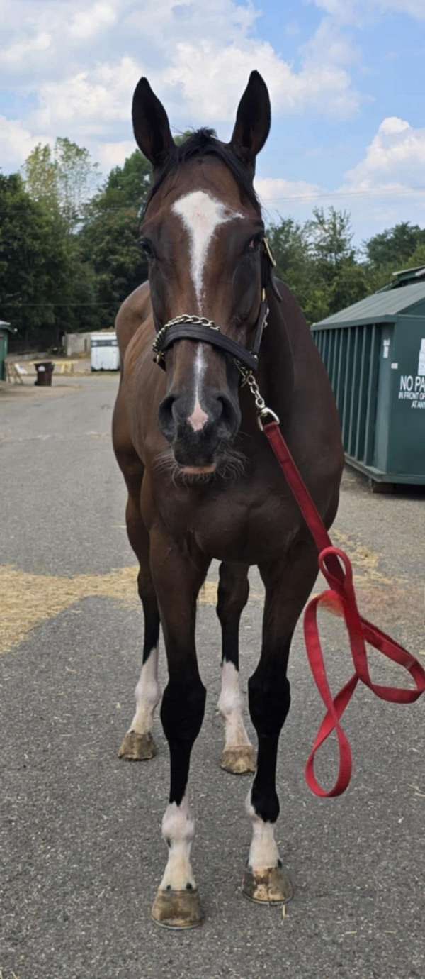 english-pleasure-thoroughbred-horse