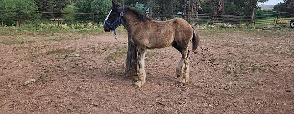 black-asha-colt