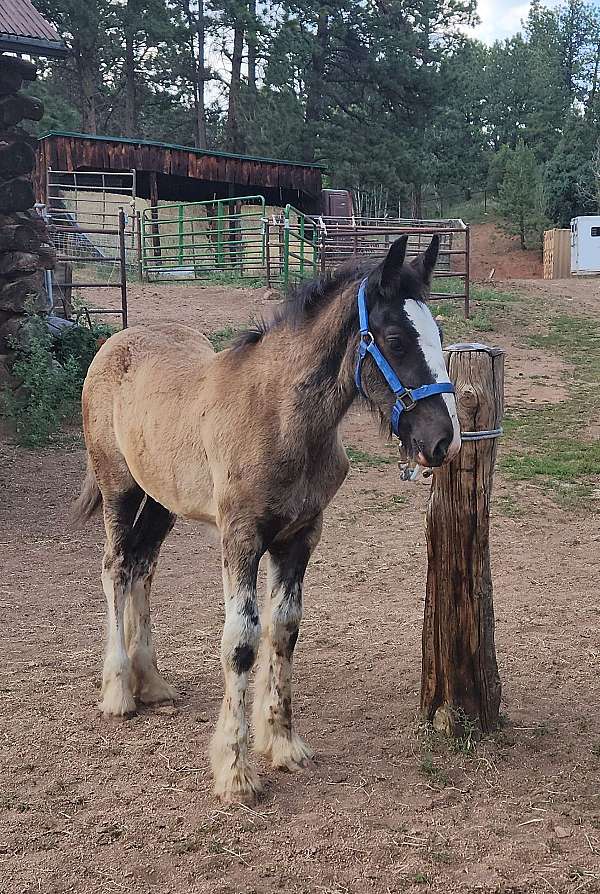 14-hand-shire-colt