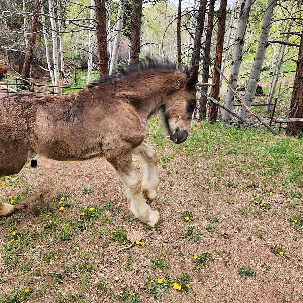 field-trial-shire-horse
