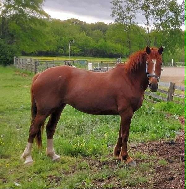 red-roan-two-hind-stockings-horse