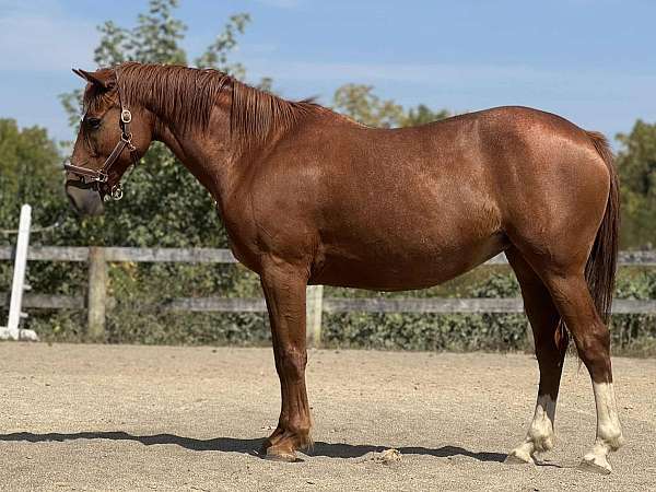 brave-clydesdale-horse