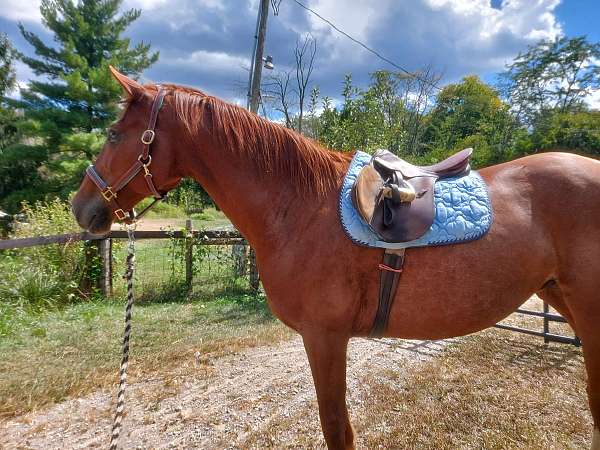 arena-clydesdale-horse