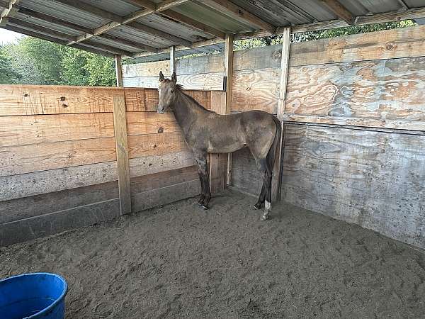 hof-tennessee-walking-horse