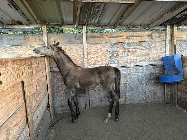 hof-horse